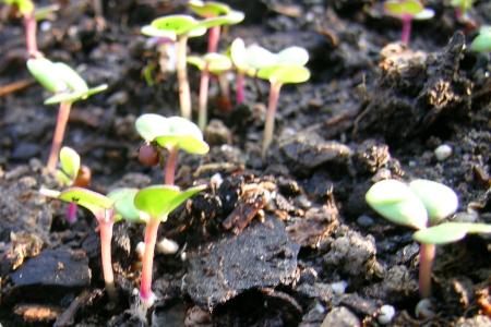 武汉洪山菜苔栽培方法 修改版